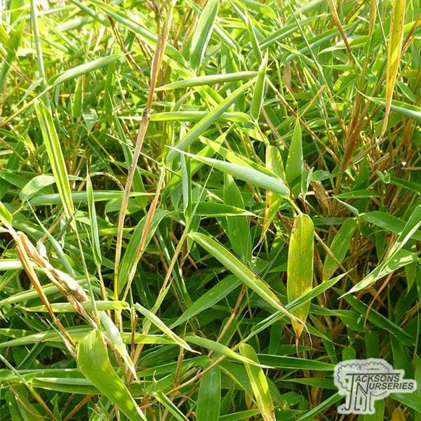 Buy Fargesia murieliae 'Jumbo' online from Jacksons Nurseries